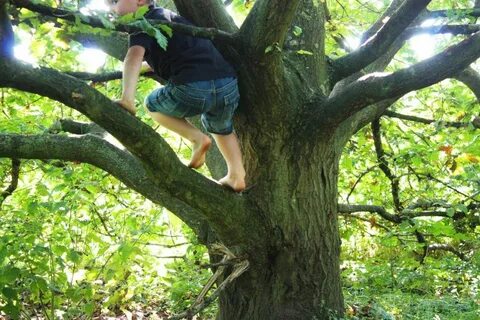 Climbing trees перевод на русский
