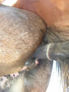 Horse mare sex