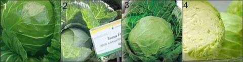 Сорт капусты сахарный хруст