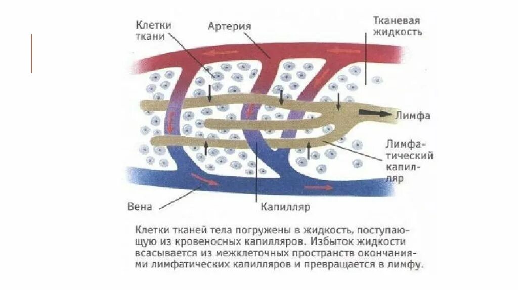 Лимфа и межклеточная жидкость. Лимфатическая жидкость. Клетки и тканевая жидкость. Жидкость в межклеточном пространстве. Межклеточная вода в организме