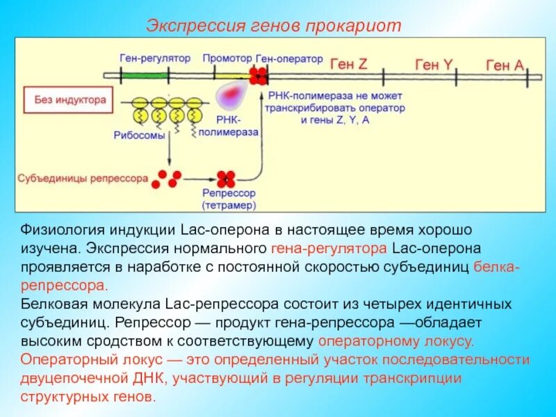 Функция экспрессии. Регуляция экспрессии генов оперон. строение оперона эукариот. ген прокариот оперон. экспрессия генов.