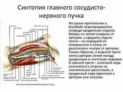 Нервный пучок