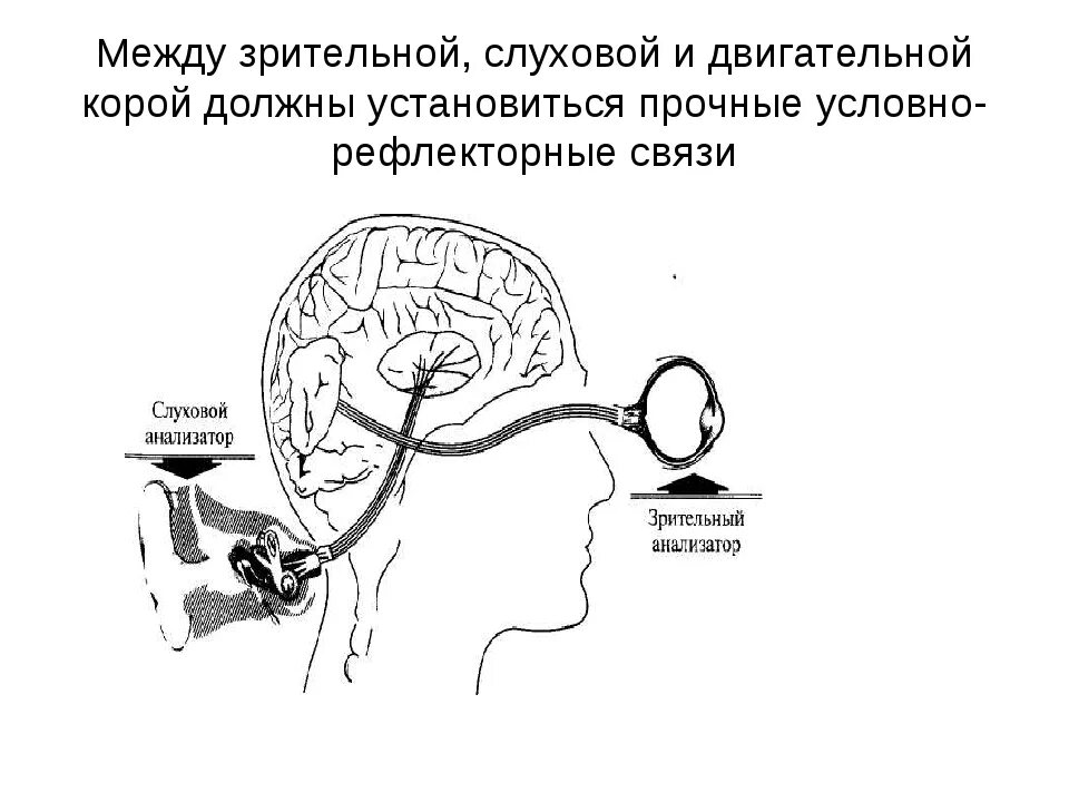 Зрительный и слуховой анализаторы. Схема зрительного и слухового анализаторов. Зрительное и слуховое восприятие. Развитие слухового и зрительного восприятия. Система слухового восприятия