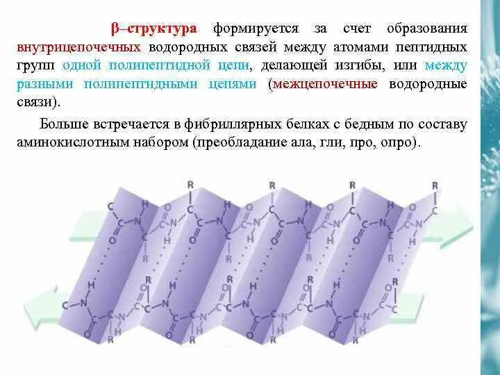 Как образуется структура. Межцепочечные водородные связи. водородная связь в белках. вторичная структура образуется за счет пептидных связей. водородные связи в бетте структуре.