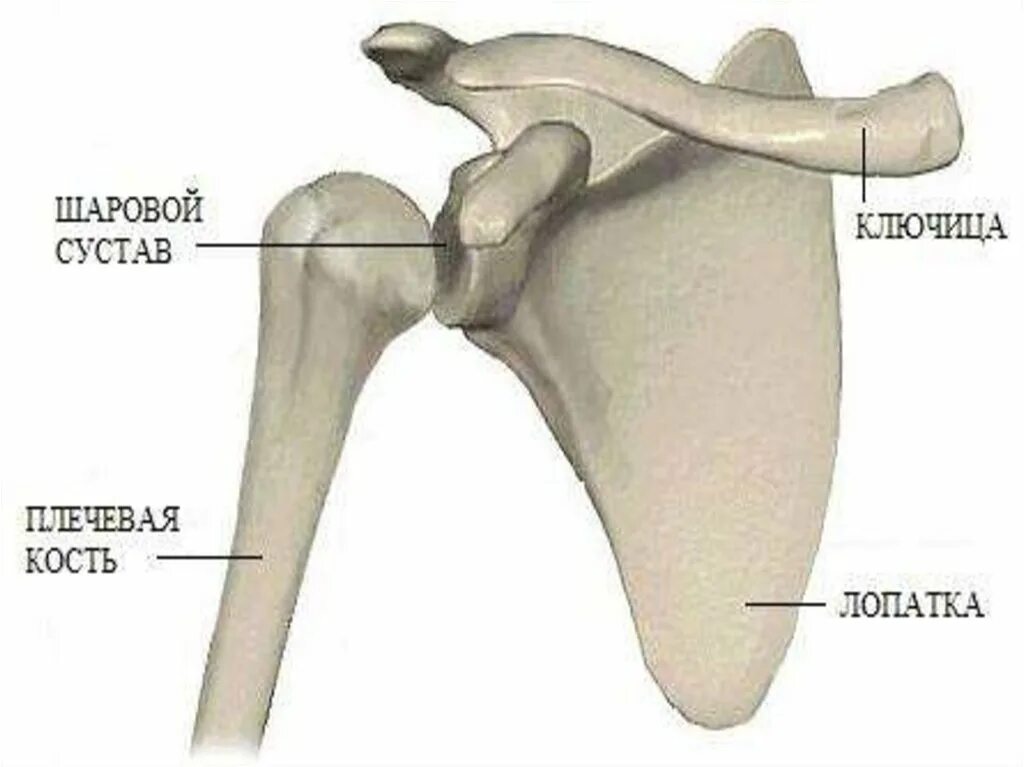 Соединение костей лопатки. Лопатка ключица плечевая кость. Лопатка и ключица анатомия. Анатомия кости ключица и лопатка. Скелет плечевого пояса ключица и лопатка.