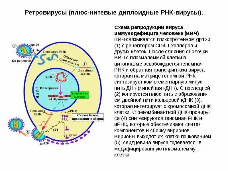 Рнк вич. Стадии репродукции вируса вич. схема репродукции вируса вич. схему репродукции рнк вируса. этапы репродукции вируса вич.