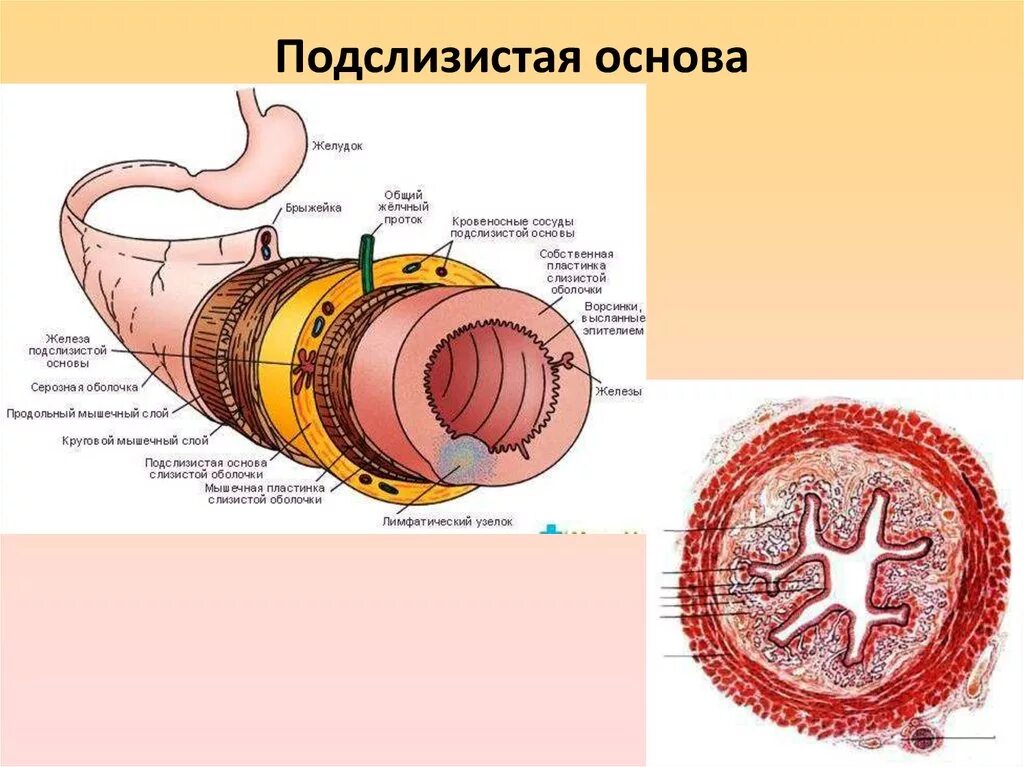 Трубчатый орган 5. Подслизистая оболочка желудка строение. Строение стенки пищеварительной трубки анатомия. Строение желудка оболочки. Схема поперечного среза стенки трубчатого органа.