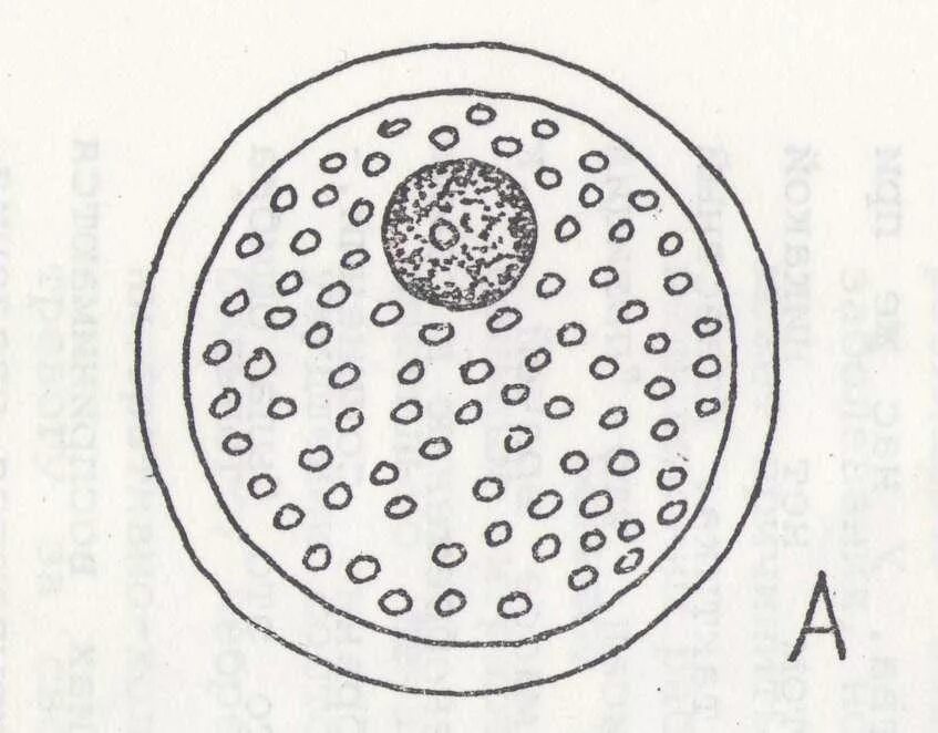 Размер яйцеклетки рыбы. Олиголецитальная яйцеклетка. Алецитальные изолецитальные яйцеклетки. Яйцеклетка млекопитающих изолецитальная. Изолецитальный Тип яйцеклетки.