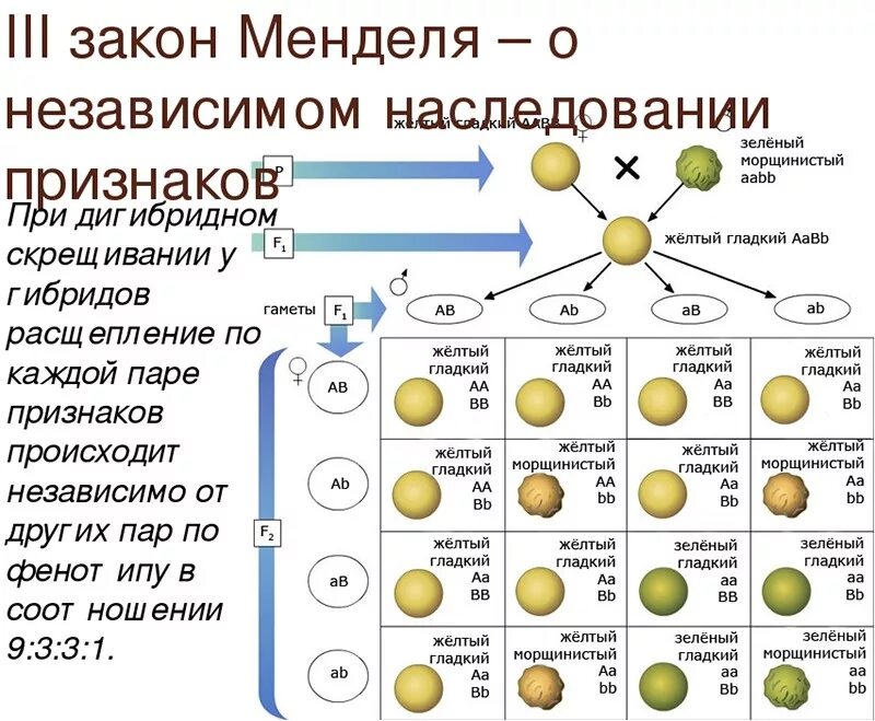 Третий закон г Менделя схема скрещивания. Соотношение особей по генотипу 3 закона Менделя. Третий закон Грегора Менделя схема. Схема дигибридного скрещивания гороха.