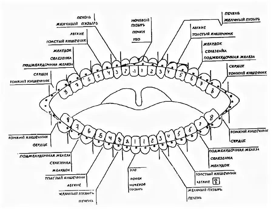 Связь зубов с органами. Схема зубов и психосоматика. Связь зубов и органов. Зубы и внутренние органы. Зубы и родовая система.