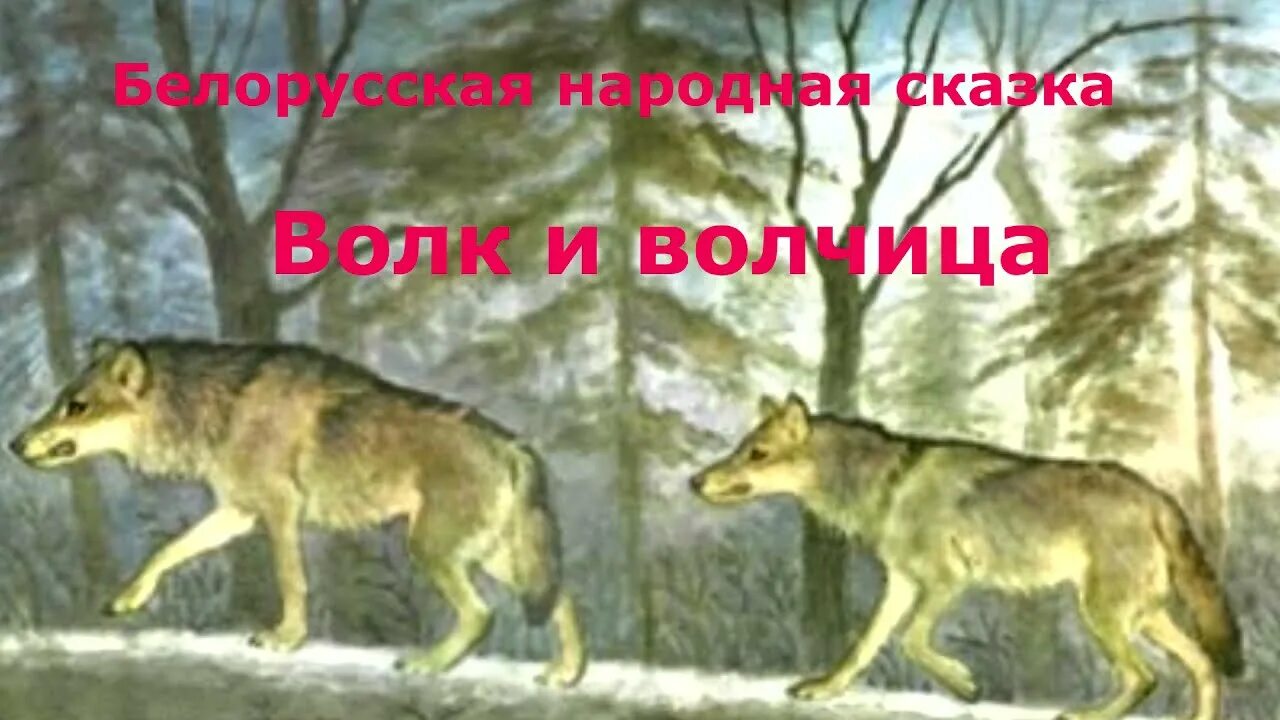 Читать белорусскую народную сказку собака и волк. Маршак с. &quot;тихая сказка&quot;. белорусская народная сказка собака и волк. загадка про волка. тихая сказка маршак картинки.
