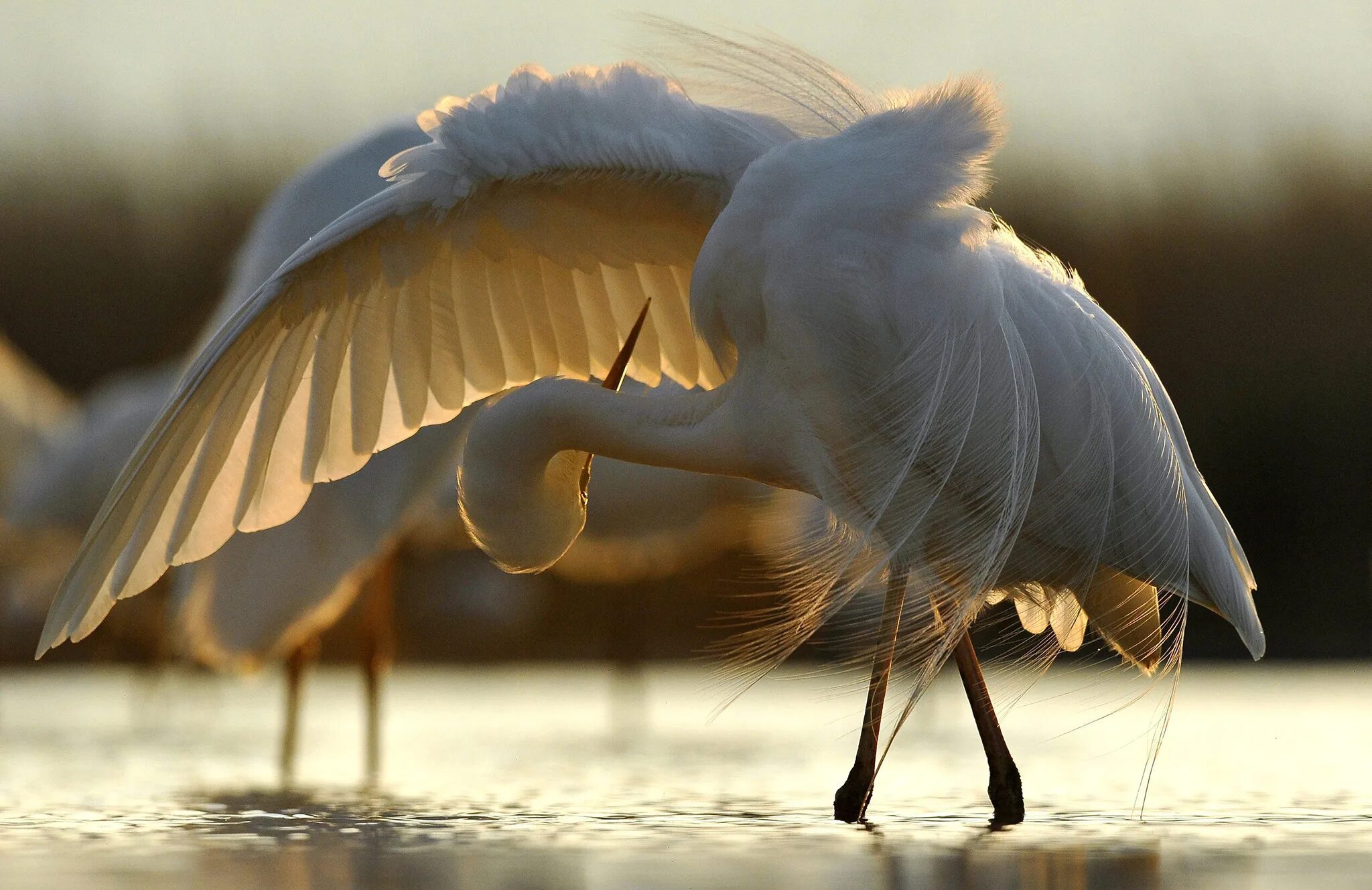 крылья цапли. серая цапля в полёте. большая белая цапля. крыло птицы. крылья цапли.