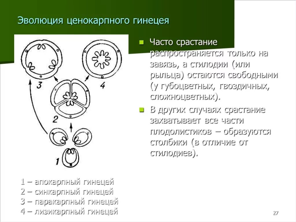 Гинецей вконтакте. Схема эволюции основных типов гинецея. Плацентация гинецея. Строение апокарпного гинецея. Эволюция гинецея цветка.