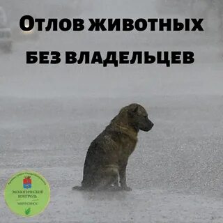 Заявки на отлов безнадзорных животных