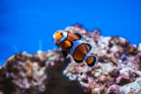 Clownfish