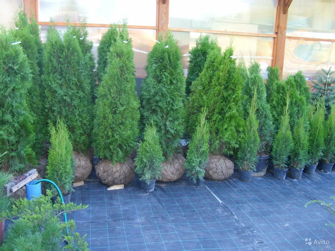 Туя Пирамидалис компакта. Туя Западная Пирамидалис компакта. Thuja OCC. 'Pyramidalis compacta'. Туя Дугласа Пирамидалис.