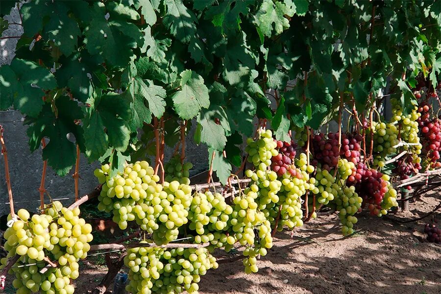 Большой урожай винограда