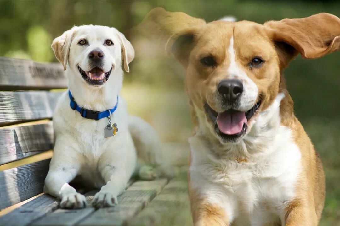 Питомцы домашние животные. На каких домашних животных чаще всего спрос. The most popular pets in zetland. The most popular pets in zetland. Animal clones sleeping.