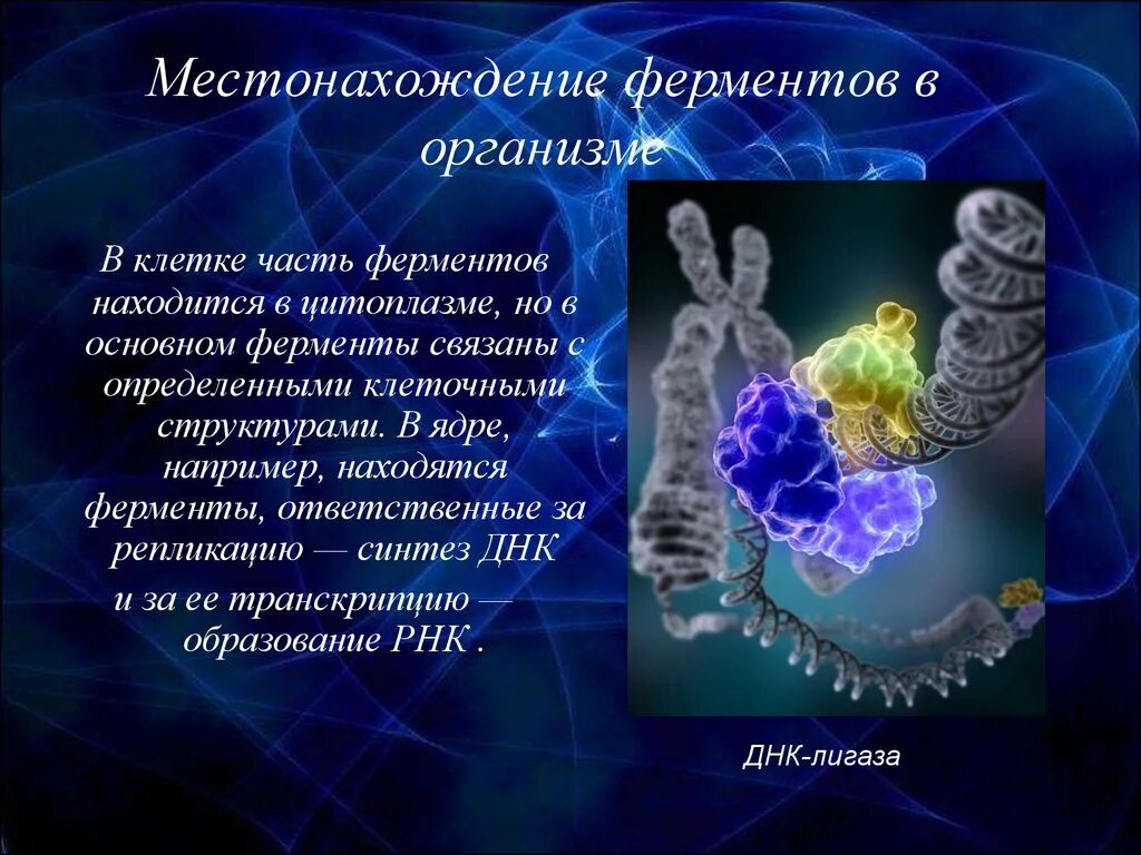 Какую функцию выполняют ферменты в организме человека. Ферменты презентация. ферменты в организме человека презентация. местонахождение ферментов в организме. презентация по химии на тему ферменты.