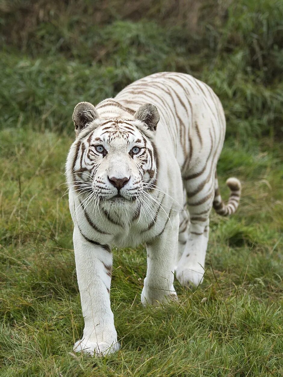 Какой тигр белый. Бенгальский тигр. Белый бенгальский тигр. Королевский бенгальский тигр. Амурский тигр белый.