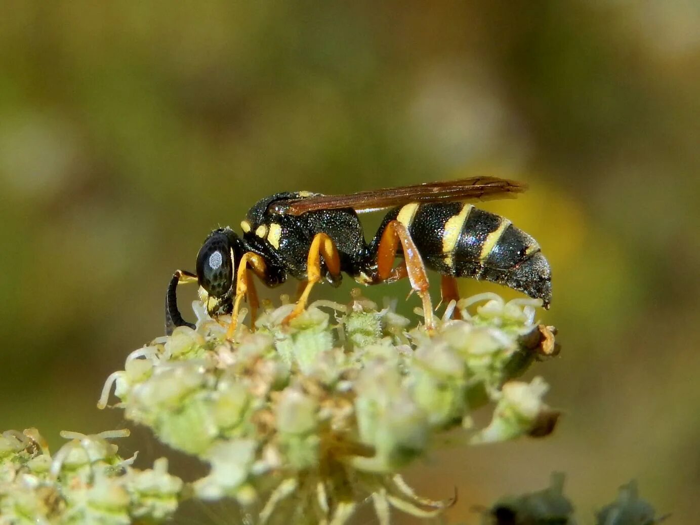 Перепончатокрылые куколки. Hymenoptera личинки. Личинки перепончатокрылых. Перепончатокрылые животные. Журчалка пчеловидка личинки.