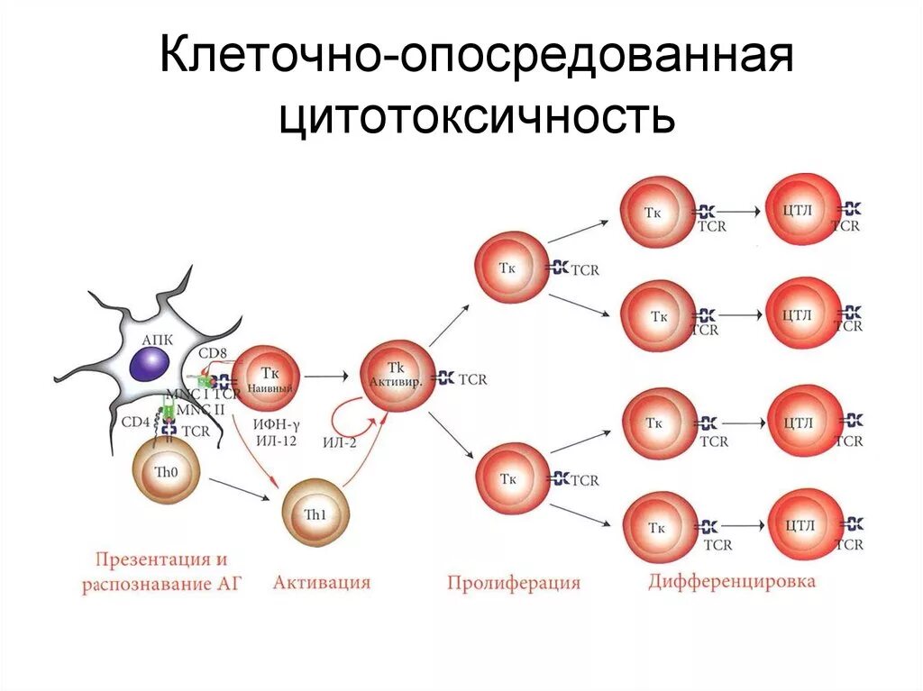 Цитотоксический иммунный ответ. Схема цитотоксического клеточного иммунного ответа. Цитотоксический клеточный иммунный ответ, клеток,. Антителонезависимая клеточно опосредованная цитотоксичность. Основные типы клеточно-опосредованной цитотоксичности..