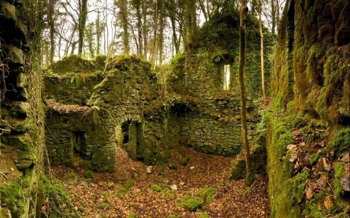 Кэрсивин Ирландия лес. Шервудский лес каменный мост. Ирландия замшелый замок. Кельтские широколиственные леса Ирландии. Долина заросшая лесом