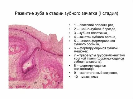 Формирование зачатка зуба