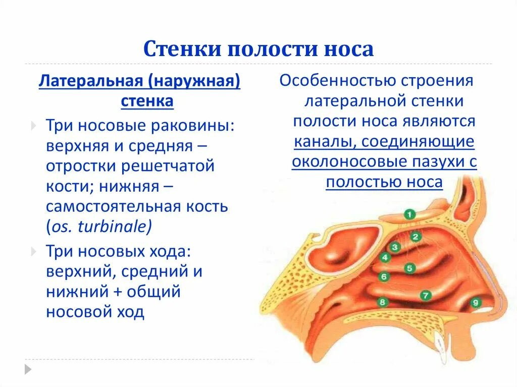 Костная носовая полость анатомия. Латеральная стенка носовой полости образована. Стенки носовой полости анатомия. 4 Стенки носовой полости. Полость носа особенности строения