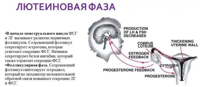 Лютеиновая фаза симптомы. Фазы менструационного цикла лютеиновая фаза. Лютеиновая фаза овариального цикла характеризуется. Лютеиновая фаза схема. Овуляция и лютеиновая фаза.