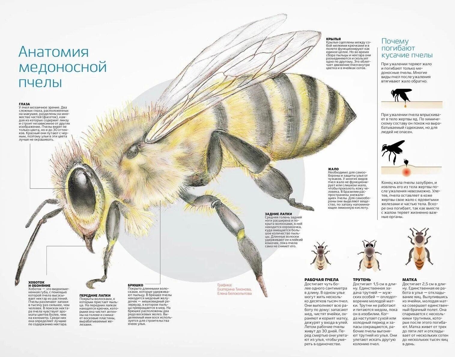 Строение тела пчелы медоносной. Внешнее строение медоносной пчелы. Внутреннее строение пчелы медоносной. Анатомия пчелы медоносной.
