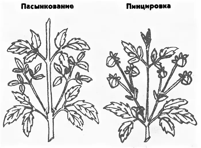Как прищипывать георгины