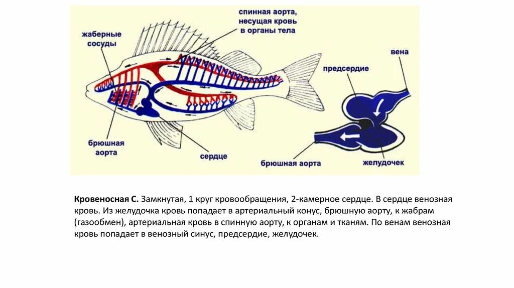 У какой рыбы 2 сердца