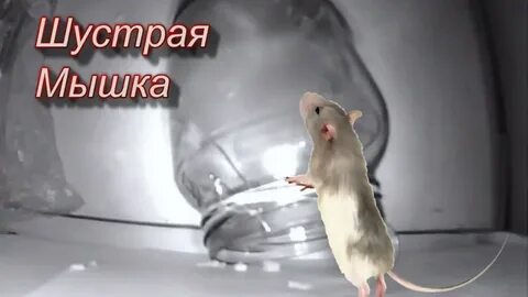 Мышка ютуб