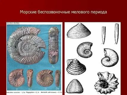 Эра беспозвоночных