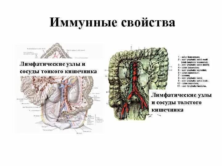 Лимфатические узлы в кишечнике. Лимфоузлы брыжейки толстой кишки. Брыжеечные лимфатические узлы локализация. Лимфатические сосуды толстой кишки. Лимфатические узлы Толстого и тонкого кишечника.