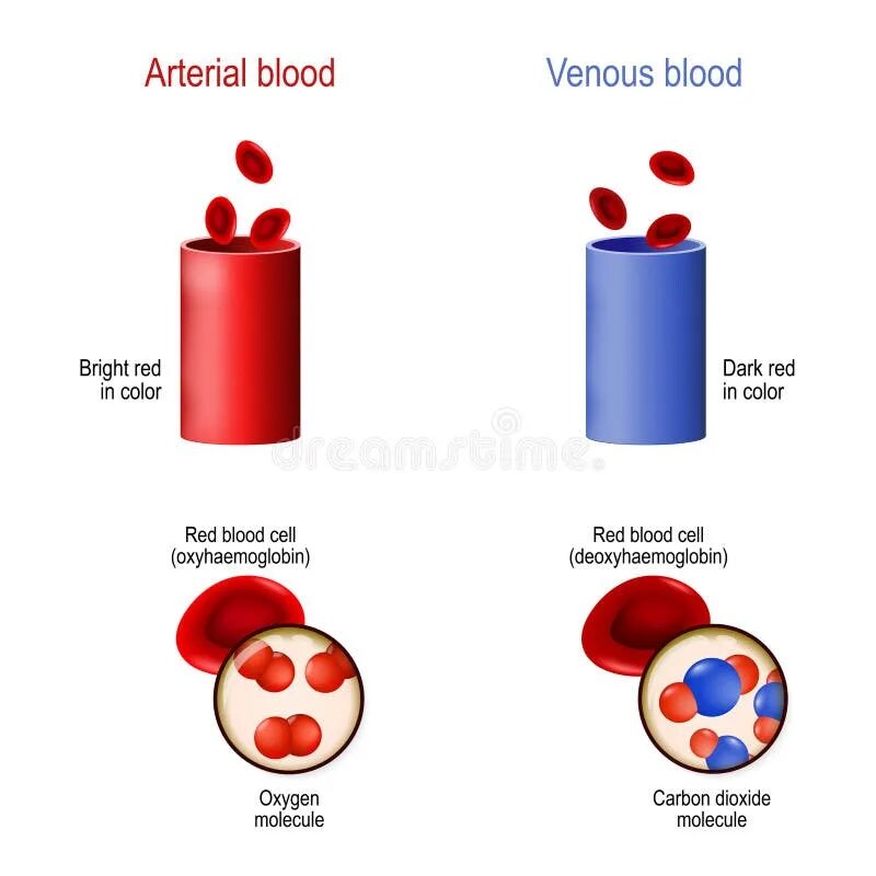 Какая кровь черная. Венозная и артериальная кровь цвет. Артериальная кровь цвет. Цвет крови в венах и артериях.