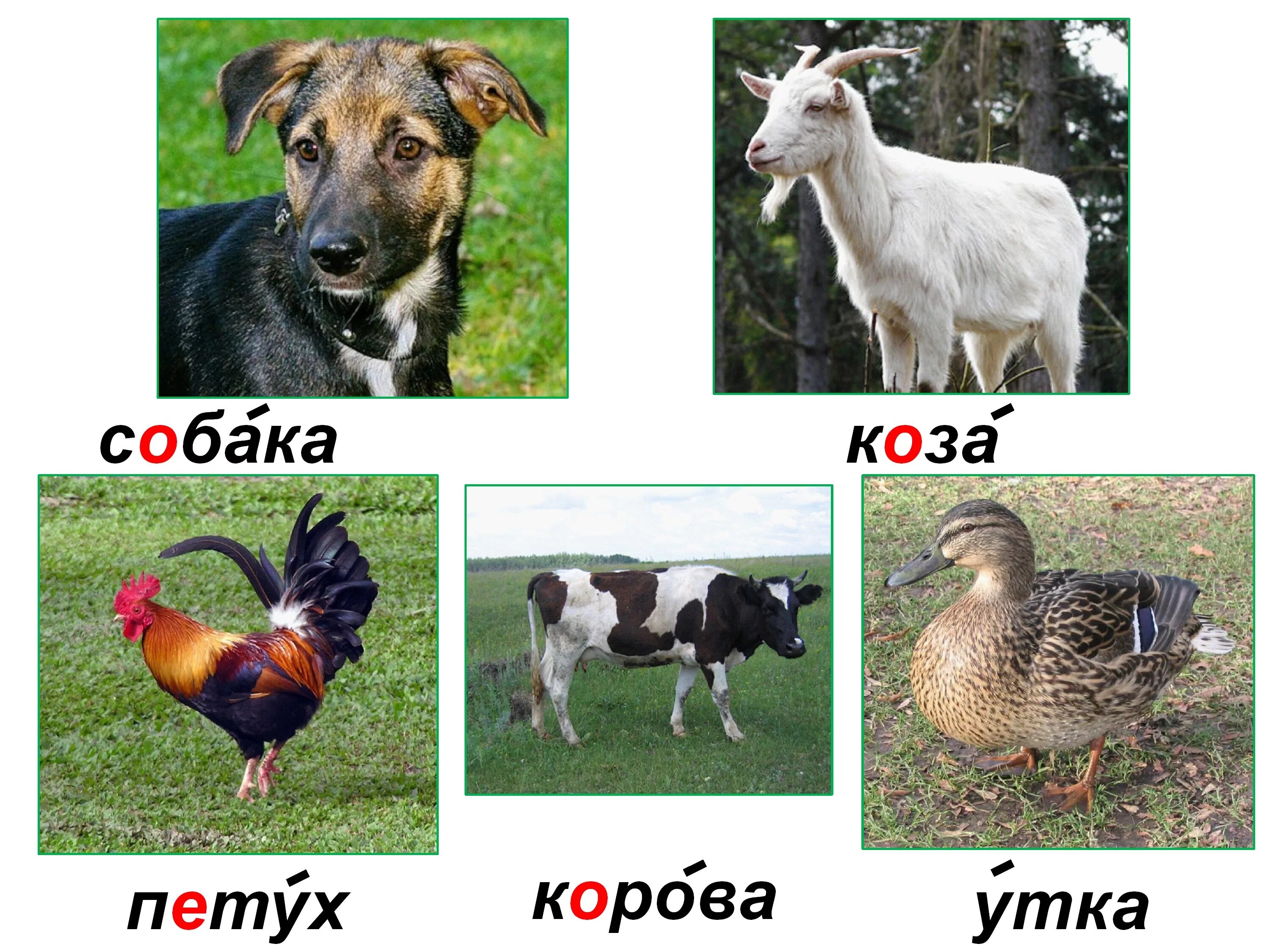 Собака 2 утка 3. Корова и коза. собака коза утка петух корова. коза петух корова. петух и собака.