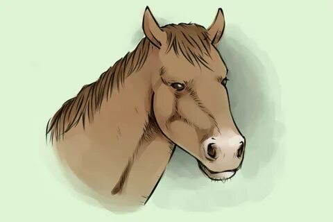 How horse
