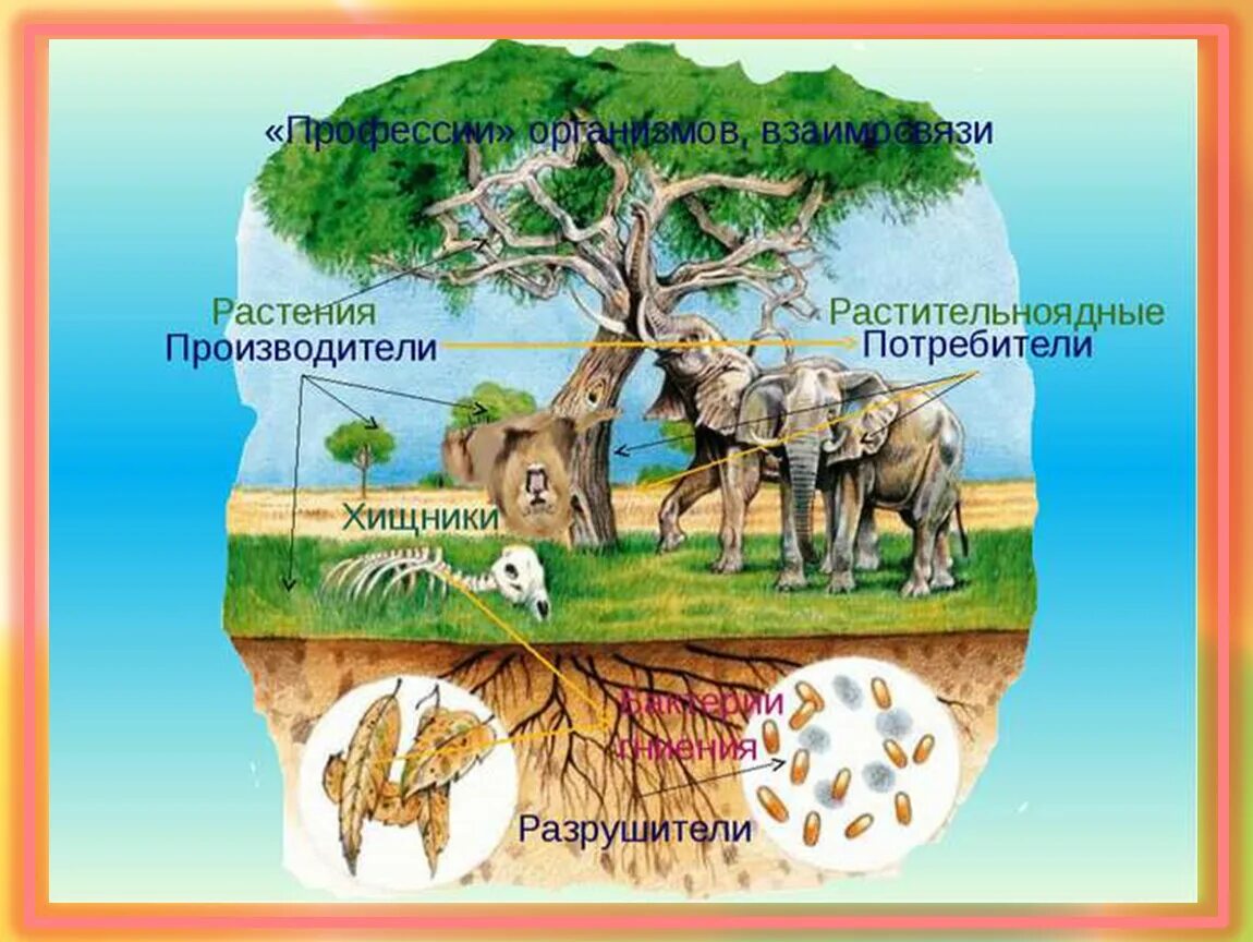 Примеры организмов производителей. Производители потребители Разрушители. Модель круговорота жизни. Производители потребители разлагатели. Проект круговорот жизни.