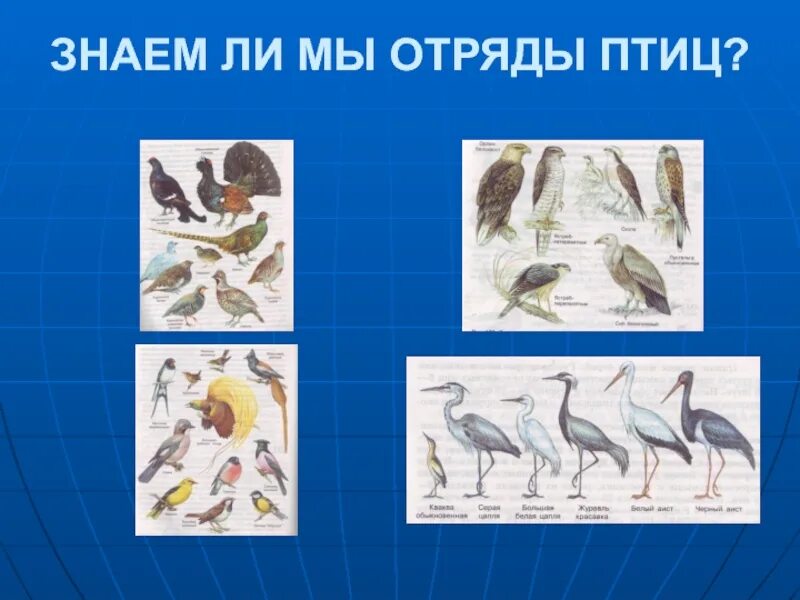 9 отрядов птиц. Отряды птиц. Отряды птиц презентация. Класс птицы отряды. Отряд птичьих.
