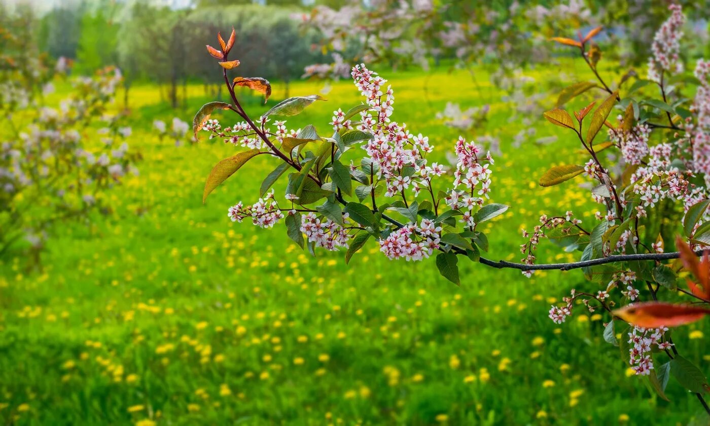 Природа весной апрель. Цветущие сады. Майские дни фото. Майские дни фото. Майские дни фото.