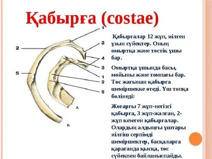 Қарақшылар туралы порно мультфильм қараңыз