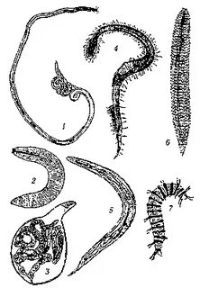 В каком состоянии находится нематода panagrolaimus kolymaensis