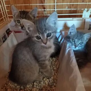 Авито воронеж котята в добрые