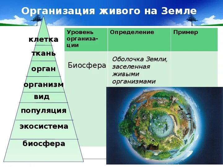 Биосферный уровень общая характеристика. Уровни организации живой материи Экосистемный уровень. Уровни организации живого схема. Уровни организации вещества биология. Уровни организации биосферы.