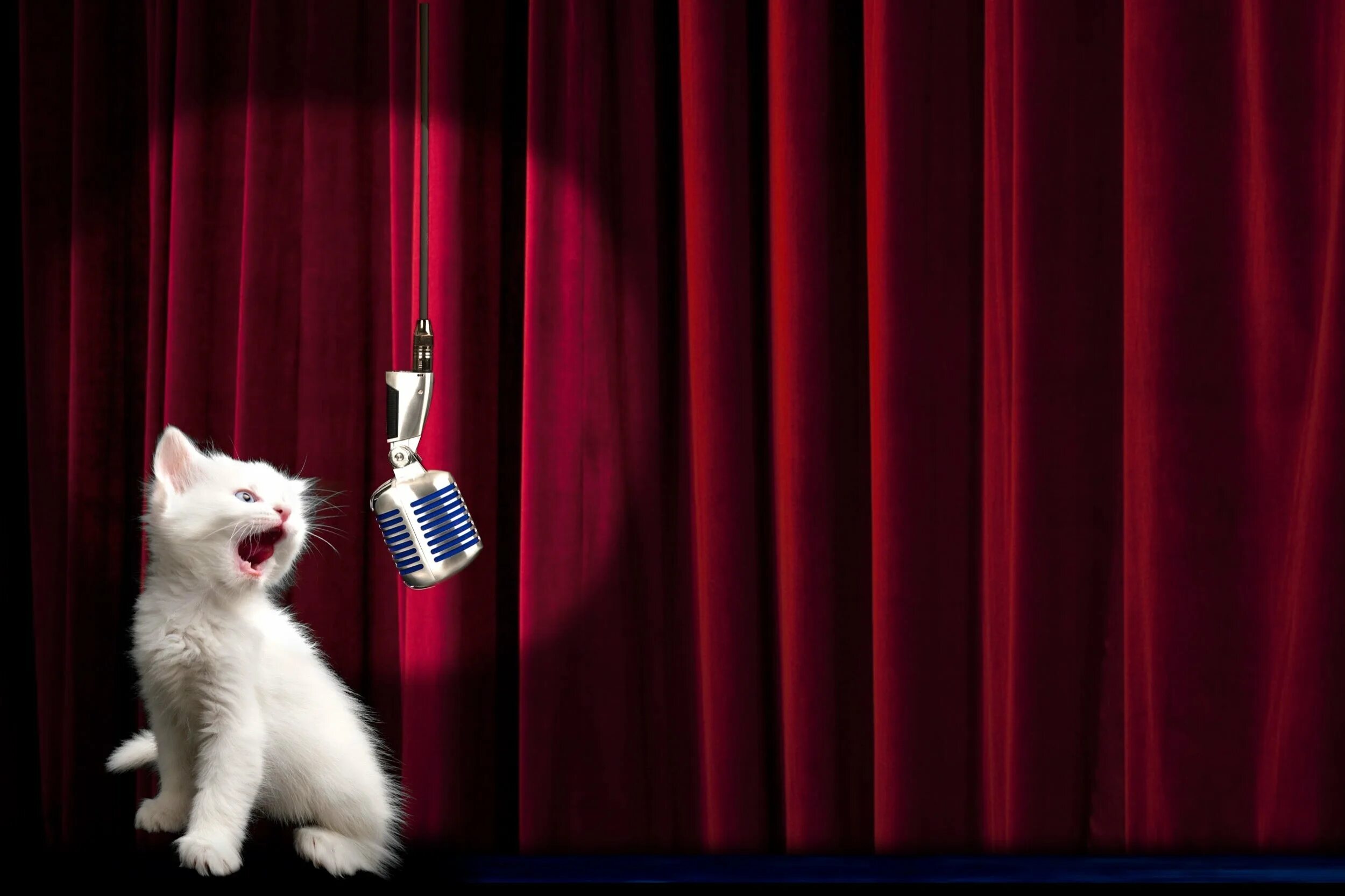 Включи кот петь. Кот с микрофоном. Микро кот. Котенок с микрофоном. Кот поет в микрофон.