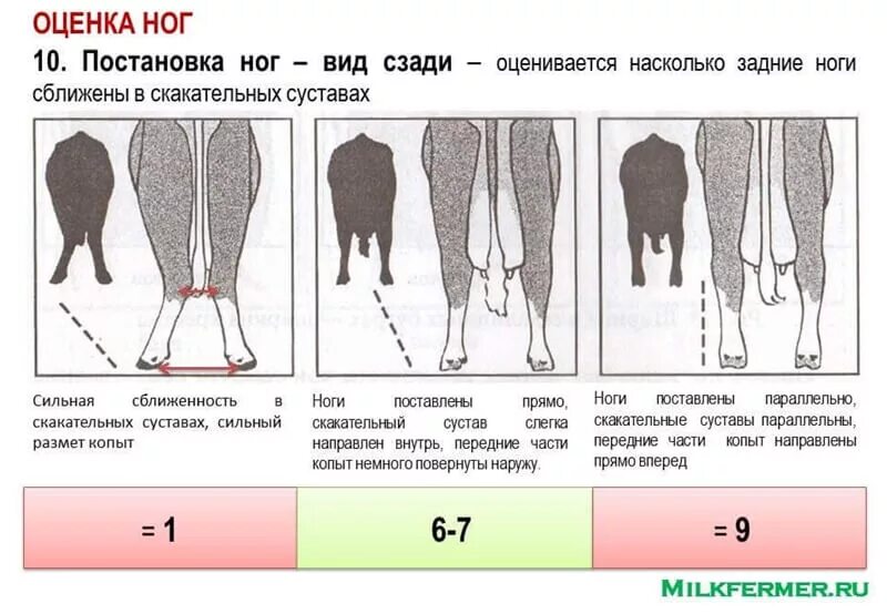 Постановка ног коров. Постановка конечностей у КРС. Оценка упитанности КРС. Постановка ног КРС. Внутри класса количество ног непостоянно