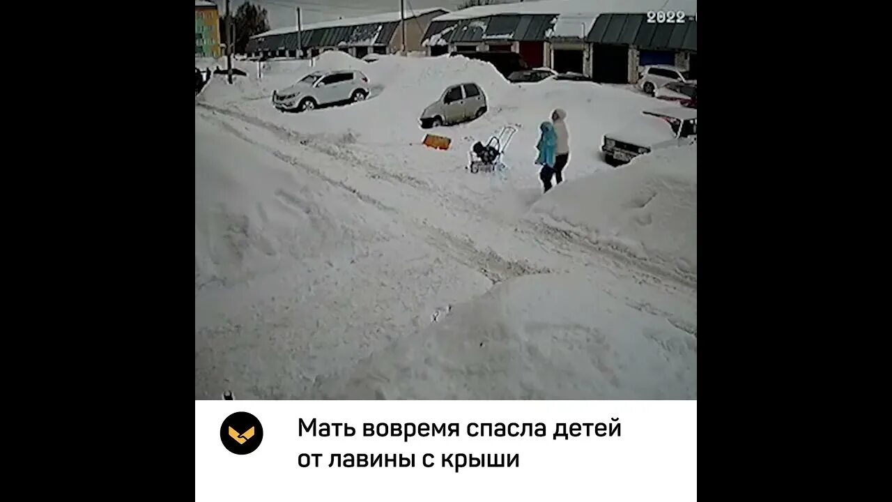 Собаки спасают от лавины. Упал в сугроб в краснодаре мем. собака вожак спасла людей от лавины. собака спасла от лавины 30ч.