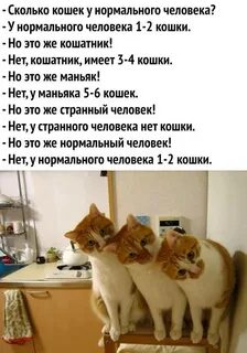 Сколько кошка может терпеть